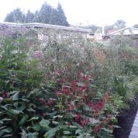Tuinaanleg vasteplantenborder te Brugge